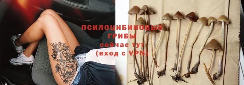 что такое   Азов  Псилоцибиновые грибы Psilocybe 